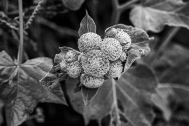 Bulutlu bir yaz günü, siyah-beyaz, gerçek dulavrat meyveleri.