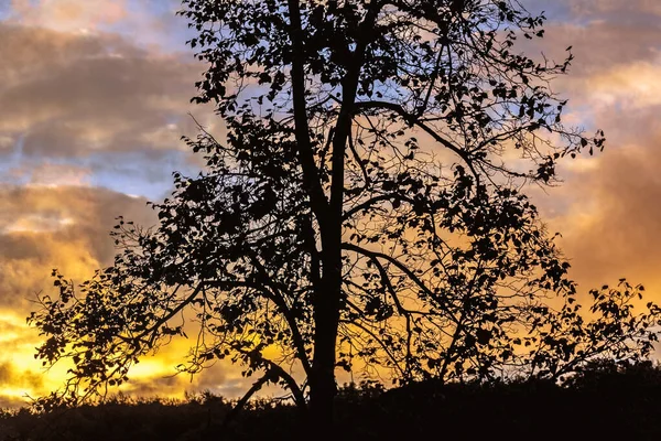 Echte Silhouette Eines Großen Baumes Vor Dem Hintergrund Eines Leuchtend — Stockfoto