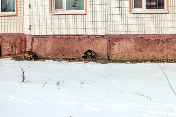 Skutečný Pěkný Ulice Okouzlující Kočky Zimním Počasí Doma — Stock fotografie