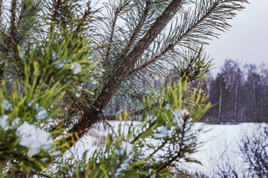 Bulutlu bir günde, kış ormanlarında çok güzel kozalaklı dallar.