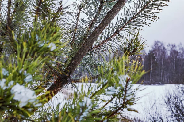 Bulutlu bir günde, kış ormanlarında çok güzel kozalaklı dallar.