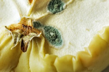 Sym gibi elmanın üzerindeki gerçek fantezi gri küf.