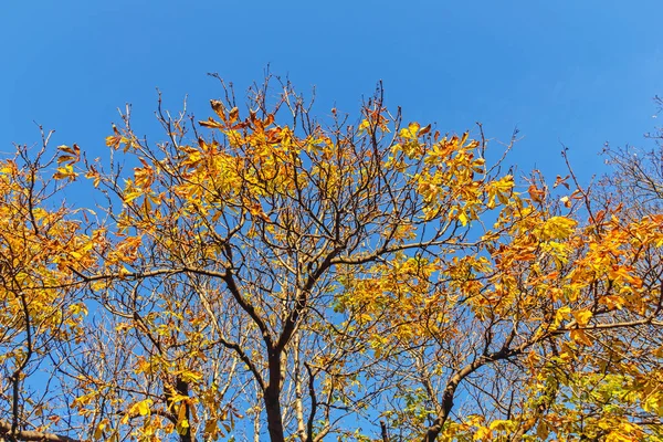 Real Pretty Yellow Leaves Autumn Tree Blue Sunny Sky — Stock Photo, Image