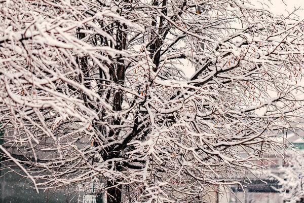 Real charming tree in winter with branches in pretty snow