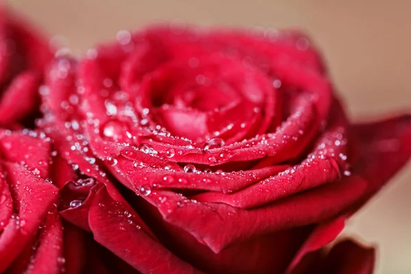Úžasné Čisté Kapky Vody Luxusní Kvetoucí Červené Růži — Stock fotografie