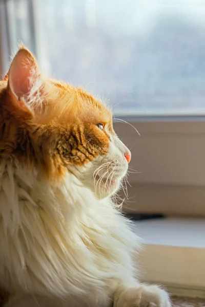 かわいいです大人生姜猫で窓の肖像大曇りの朝 — ストック写真