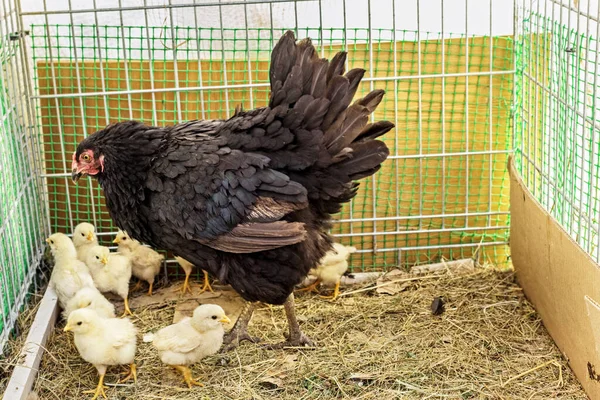 Pollo Negro Verdadero Pollos Blancos Jaula Casera Grande Día —  Fotos de Stock