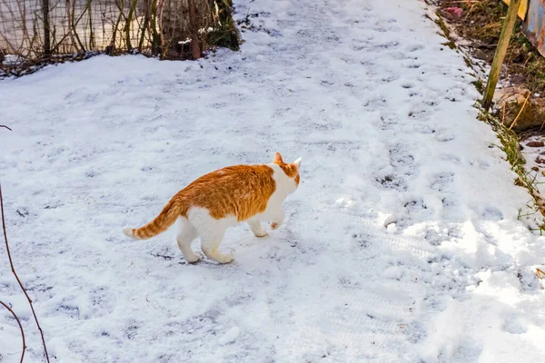 겨울에 눈오는 고양이 — 스톡 사진