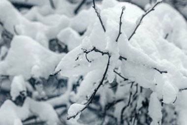 Güzel, büyük kar, dalların üzerinde güzel bir kış günü.