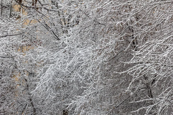 Real Beauty Snow Covered Tree Branches Winter Day Silence Weather — Stock Photo, Image