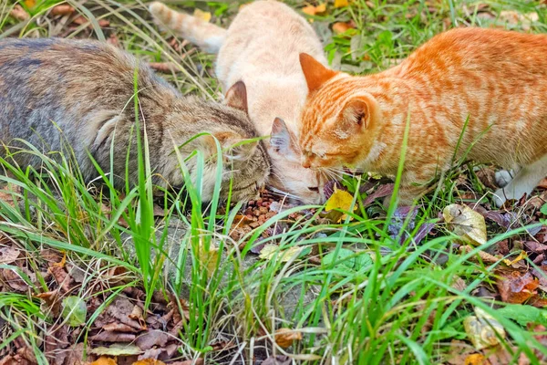 真正的三只五彩斑斓的流浪猫在秋天吃着食物 — 图库照片