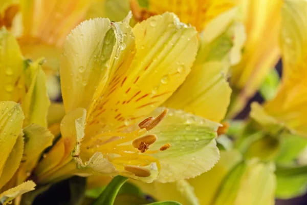 Prawdziwy Ładny Kwiat Żółtej Alstroemerii Duże Dla Najlepszego Nastroju — Zdjęcie stockowe