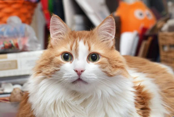 Retrato Real Adulto Muito Vermelho Branco Melhor Gato — Fotografia de Stock