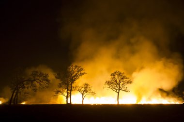 yanan orman ekosistemi tahrip