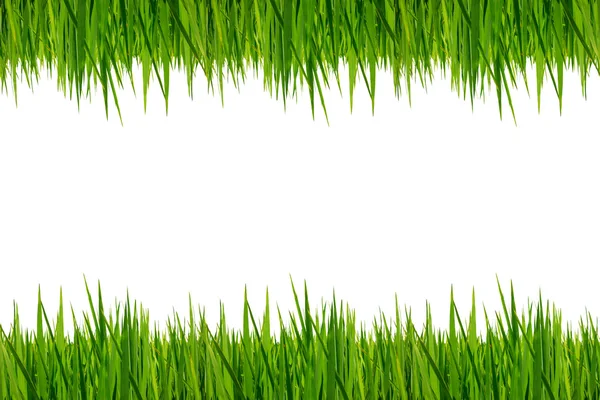 Grass isolated on white background — Stock Photo, Image