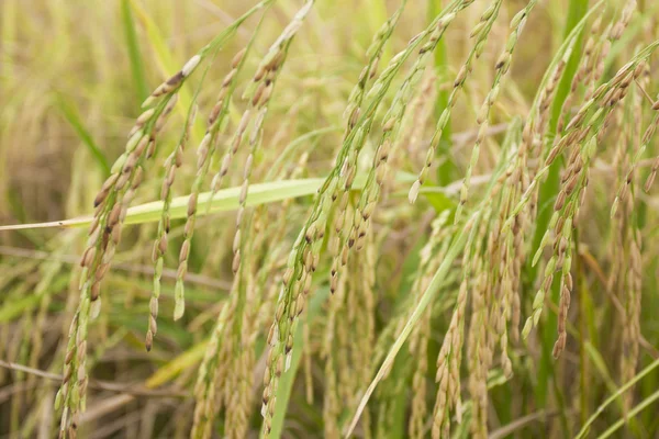 Rijst veld op oogst — Stockfoto