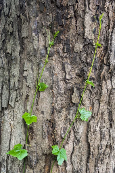 La crescita della pianta con albero — Foto Stock