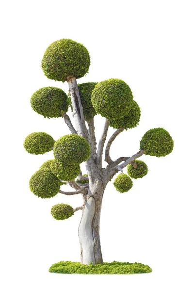 Grüner Baum — Stockfoto