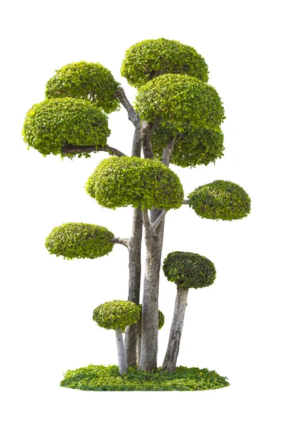 Albero verde — Foto Stock