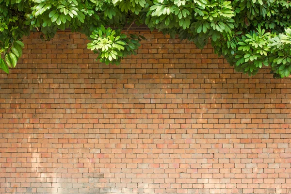 Brick wall with leaves — Stock Photo, Image
