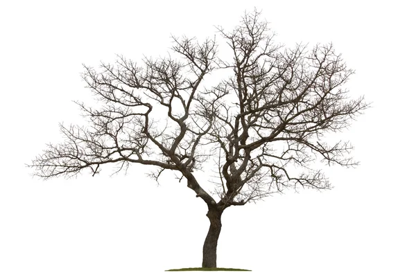 Toter Baum — Stockfoto