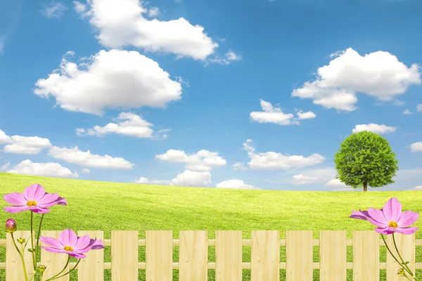 Green field with blue sky and clouds — Stock Photo, Image