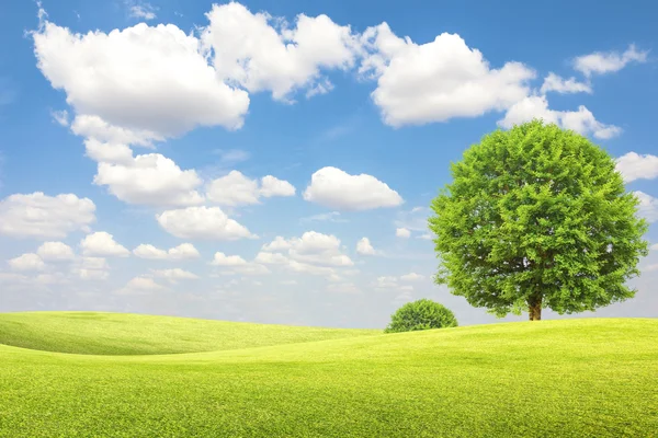 Green field and tree with blue sky and clouds — Stock Photo, Image