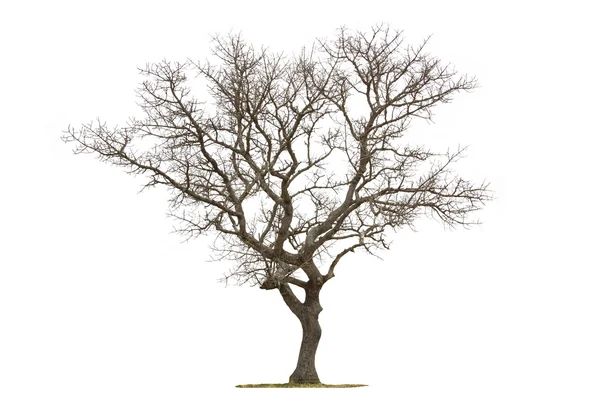 Toter Baum — Stockfoto