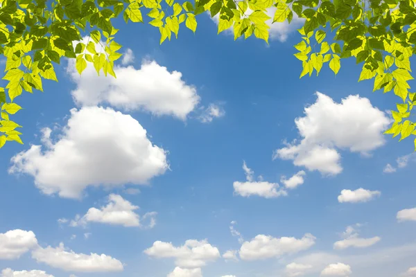 The Leaves view with blue sky and cloud — Stock Photo, Image