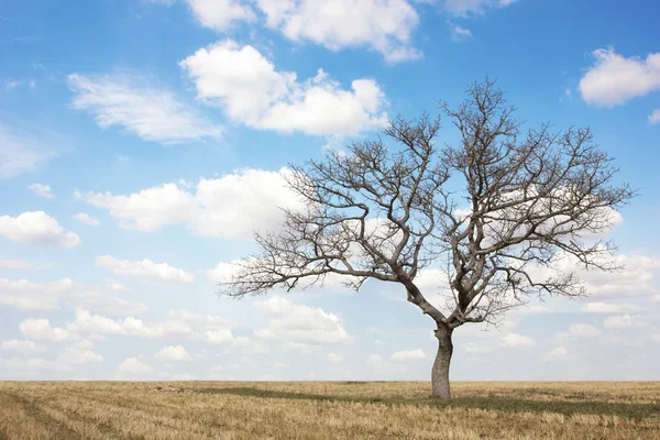Dead tree at field — Stock Photo, Image