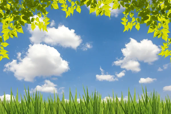 The Leaves view with blue sky cloud and meadow — Stock Photo, Image