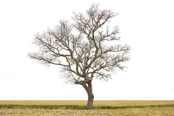 Albero morto al campo — Foto Stock