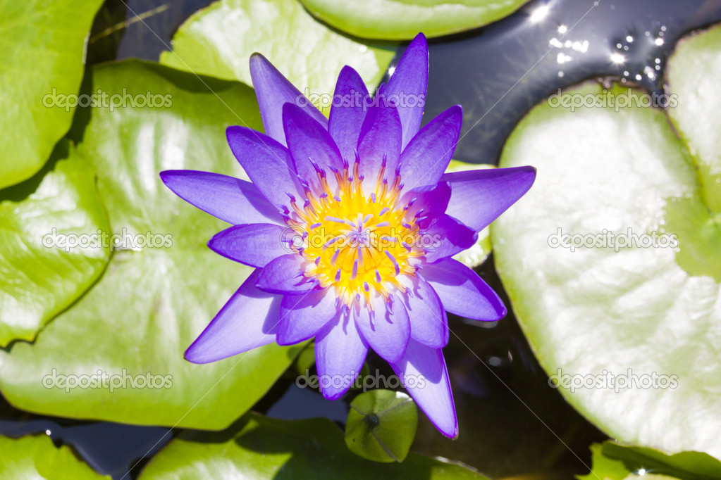Lotus flower in a basin