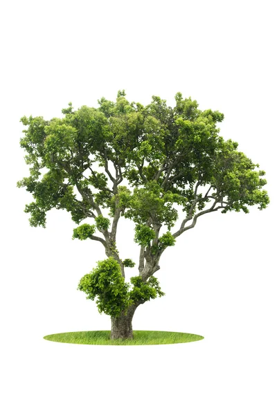 Árbol verde aislado — Foto de Stock