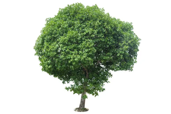 Πράσινο δέντρο απομονωθεί — Φωτογραφία Αρχείου