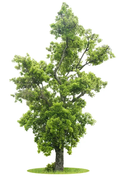 Grüner Baum isoliert — Stockfoto