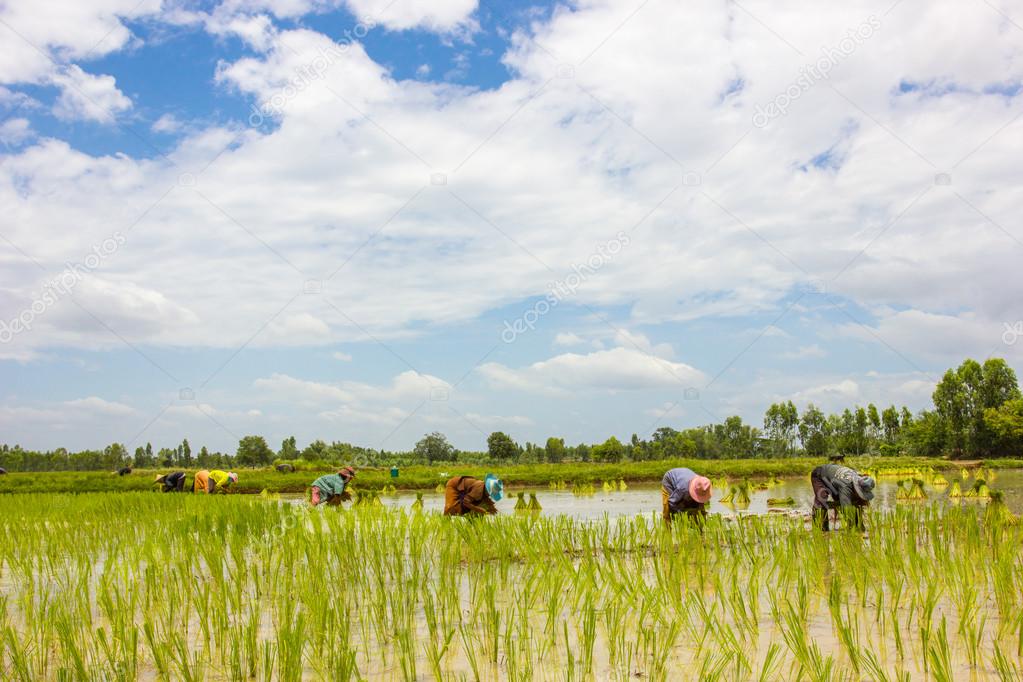 Farmer in The Growing season