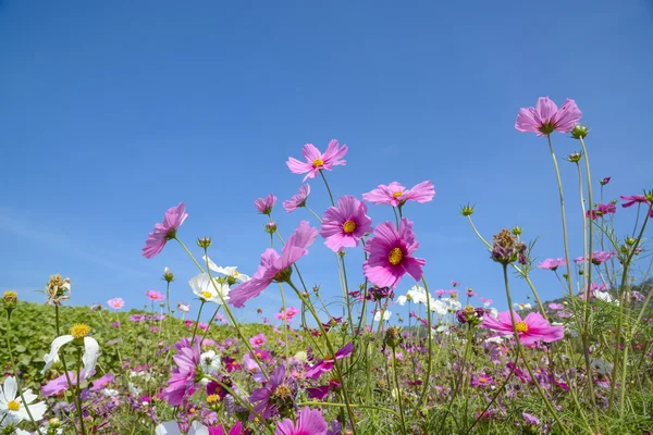 Cosmos flowers with the blue sky — Stock Photo, Image