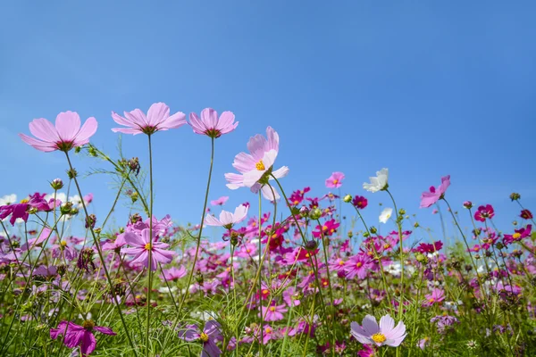 Cosmos flowers with the blue sky — Stock Photo, Image