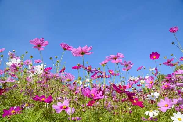 푸른 하늘과 코스모스 꽃 — 스톡 사진