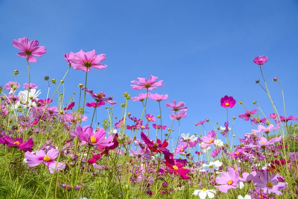 Cosmos flowers with the blue sky — Stock Photo, Image