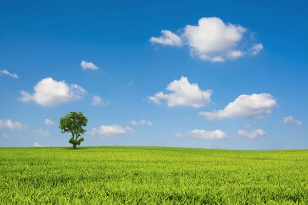 Green field and tree with blue sky cloud — Stock Photo, Image