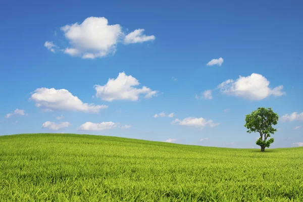 Green field and tree with blue sky cloud — Stock Photo, Image