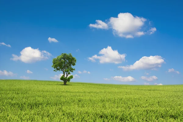 Green field and tree with blue sky cloud — Stock Photo, Image