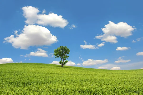 Green field and tree with blue sky cloud — Stock Photo, Image