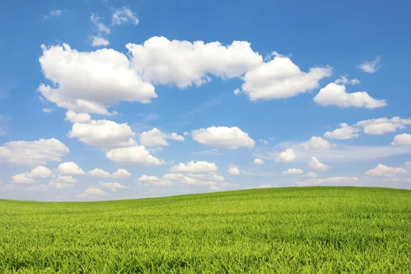 Green field with blue sky cloud — Stock Photo, Image
