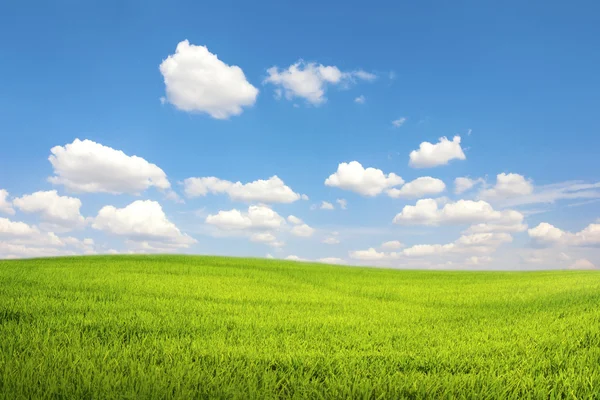 Green field with blue sky cloud — Stock Photo, Image