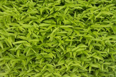 bush üzerinde yeşil yaprak şekli