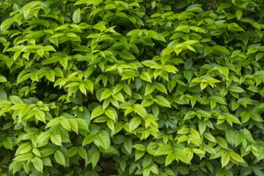 bush üzerinde yeşil yaprak şekli