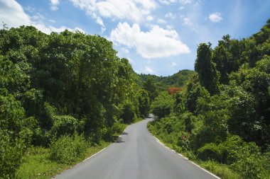 yol ve yeşil orman